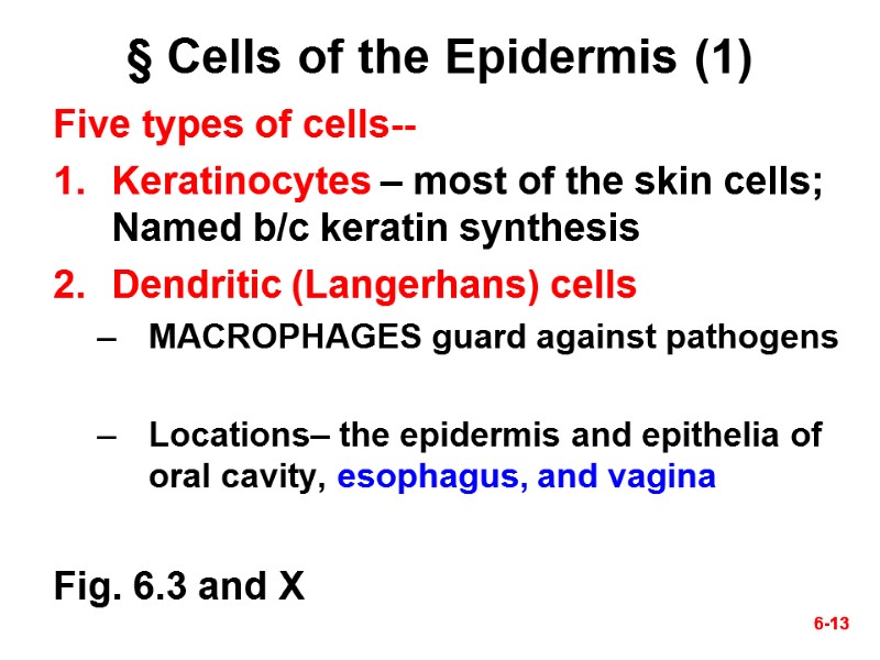 6-13 6-13 § Cells of the Epidermis (1) Five types of cells-- Keratinocytes –